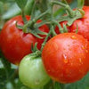 Tomate (trancheuse) - Basket Vee