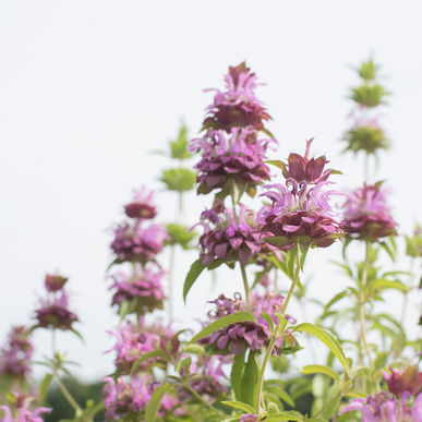 Bee Balm - Lemon Mint