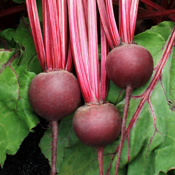 Beets - Detroit Dark Red