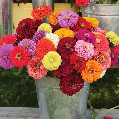 Zinnia - Benary Mix