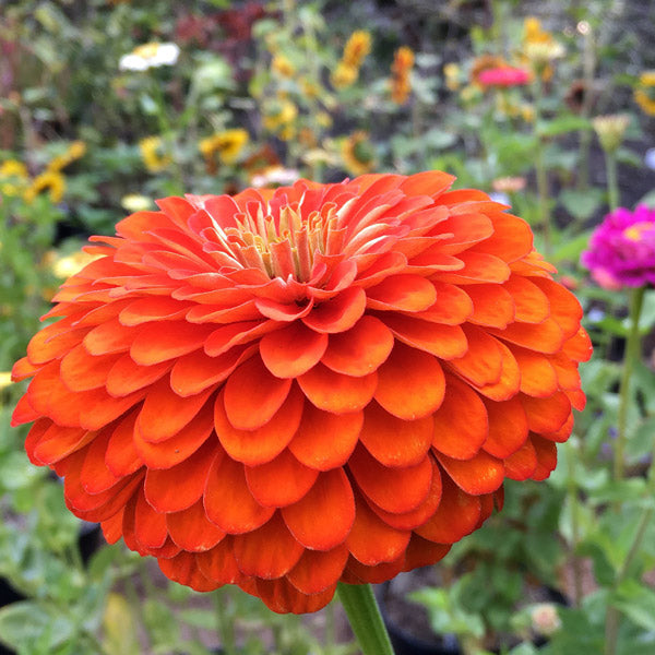 Zinnia - Orange Bénaire