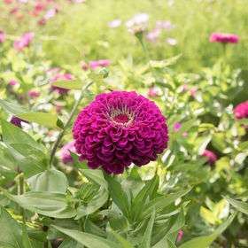 Zinnia - Violet Bénaire