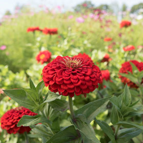 Zinnia - Benary Scarlet