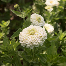 Zinnia - Bénaire Blanc