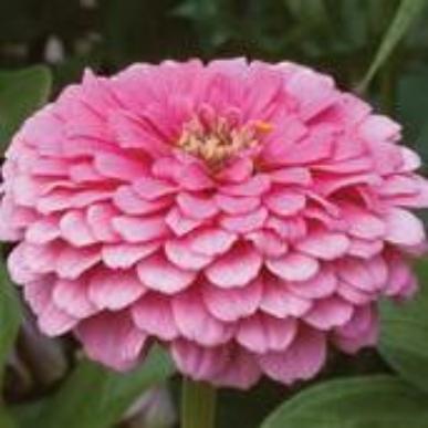 Zinnia - Benary Bright Pink