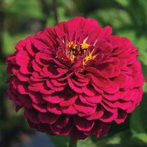 Zinnia - Benary Wine