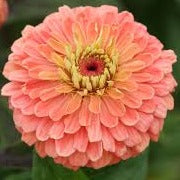 Zinnia - Rose Saumon Bénaire