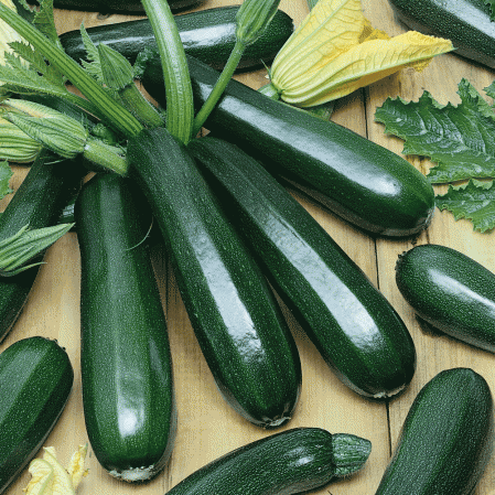 Squash (Summer) - Black Beauty