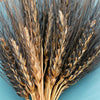 Decorative Millet & Wheat - Black Eagle