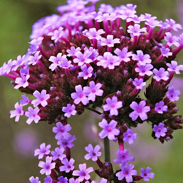 Verbena - Bonariensis