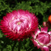 Strawflower - Bright Rose