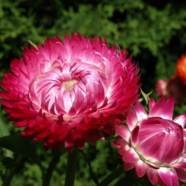 Strawflower - Rose vif