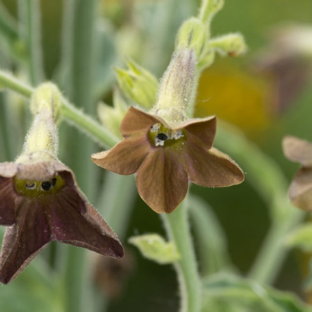 Flowering Tobacco - Bronze Queen