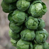 Brussel Sprouts - Long Island Improved