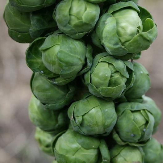 Choux de Bruxelles - Long Island amélioré