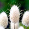 Herbe décorative - Bunny Tail Grass