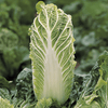 Cabbage - Chinese Mix