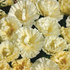 California Poppy - Cream Swirl