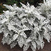 Dusty Miller - Candicans