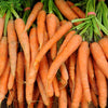Carrots - Orange Blend