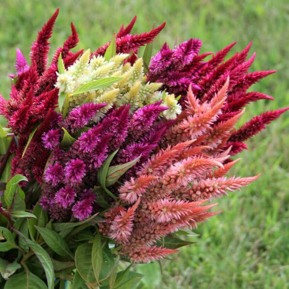 Celosia Celway Formula Mix Stems Flower Farm