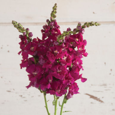 Snapdragon - Chantilly Purple