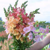 Muflier - Chantilly Sunrise Blend