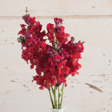 Snapdragon - Chantilly Velvet