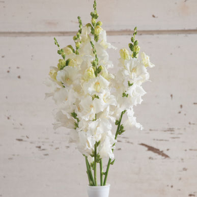 Snapdragon - Chantilly White