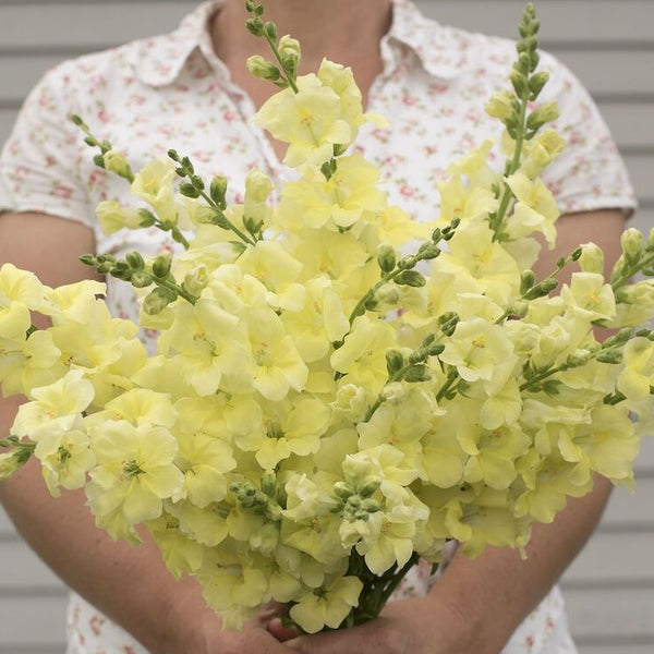 Snapdragon - Chantilly Cream Yellow