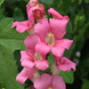 Snapdragon - Chantilly Pink