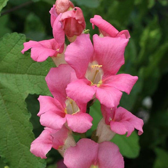 Snapdragon - Chantilly Pink