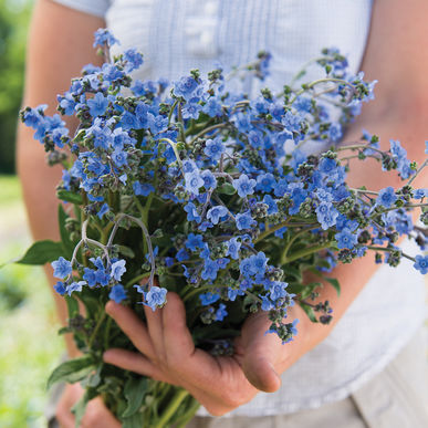 Cynoglossum amabile 'Blue Showers' Tall Chinese Forget-Me-Not