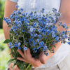 Chinese Forget Me Not - Blue