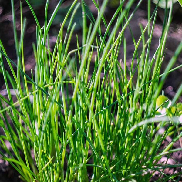 Chives in ground (base plant, growing chives, chive patch, chive plant) Chives in ground