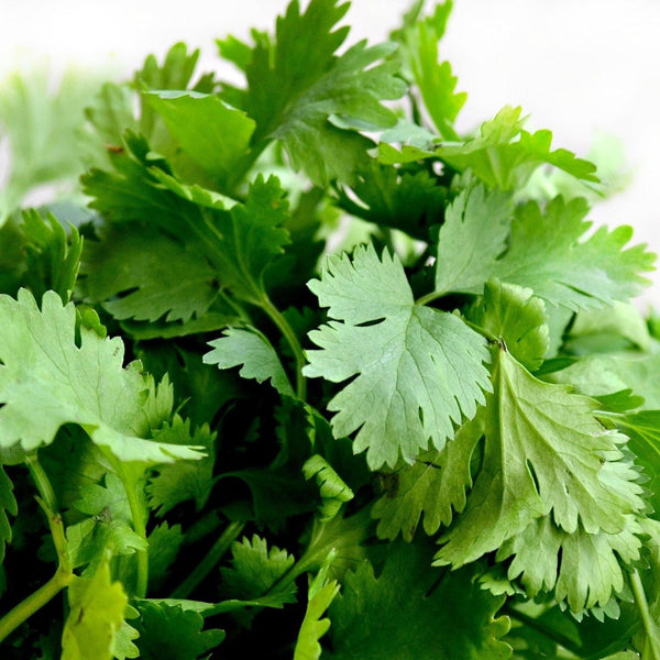 Cilantro/Coriander