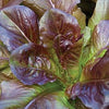 Lettuce (Cos/Romaine) - Cimmaron