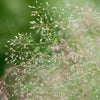 Decorative Grass - Cloud Grass