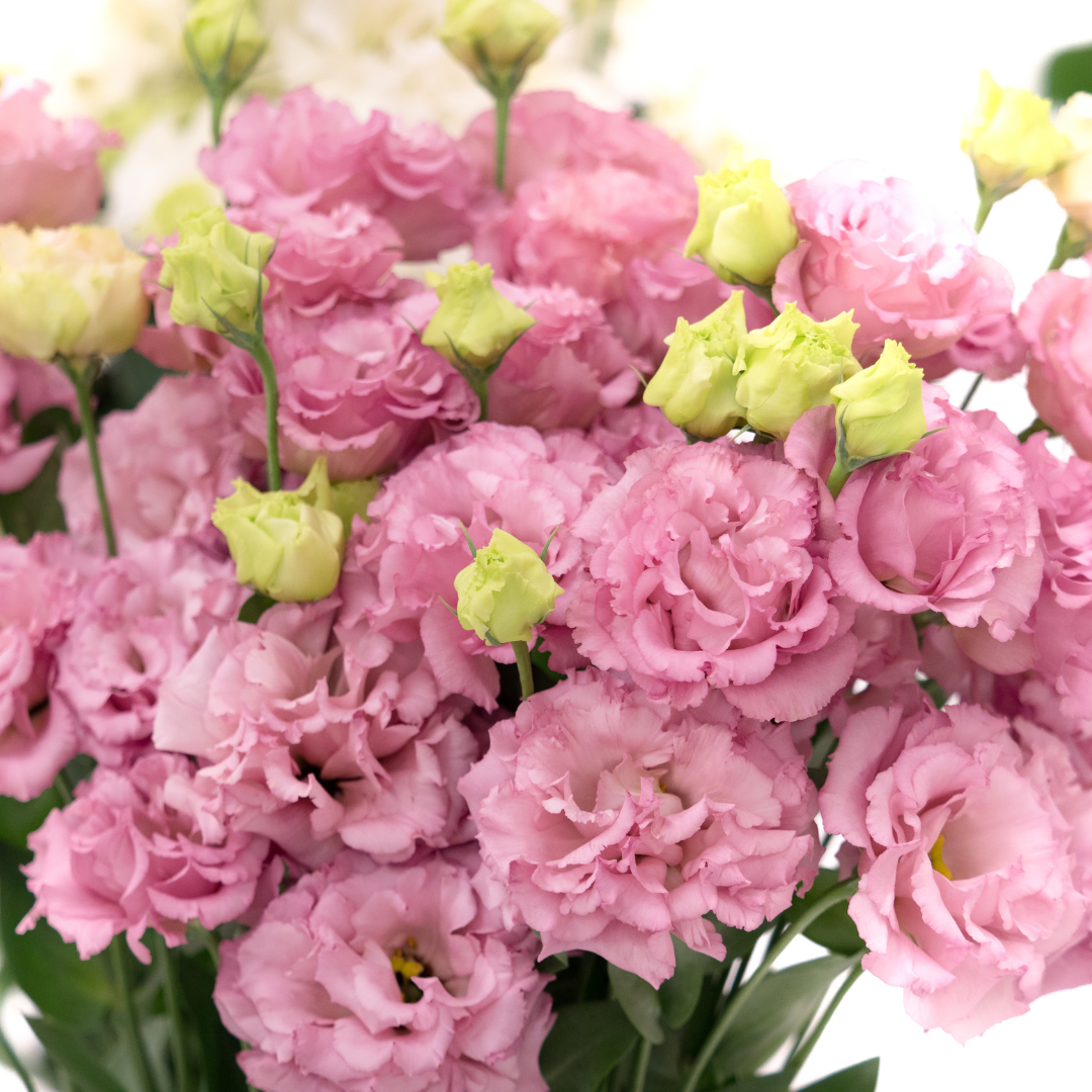 Lisianthus Corelli Rose (Group 3) Stems Flower Farm