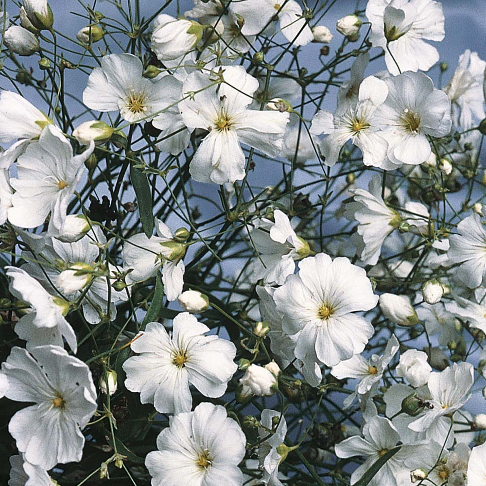 Baby's Breath – Covent Garden – Hume Seeds