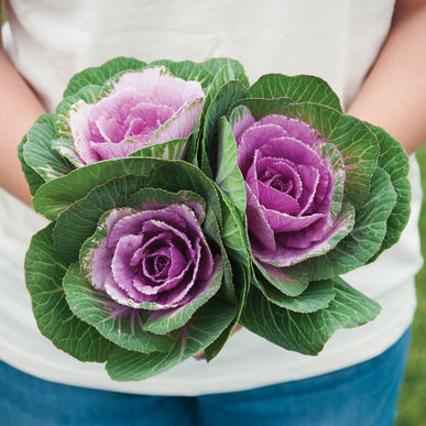 Flowering Cabbage - Crane Pink