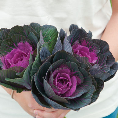 Flowering Cabbage - Crane Red