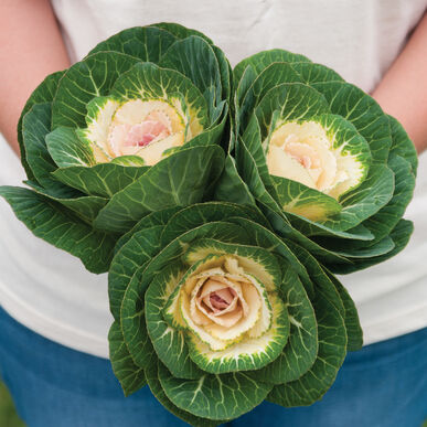 Flowering Cabbage - Crane White