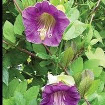 Cup and Saucer Vine Violet