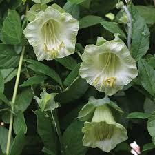 Cup and Saucer Vine White