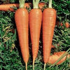 Carrots - Danvers