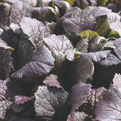 Mustard Greens - Deep Purple