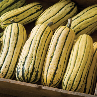 Squash (Winter) - Delicata JS