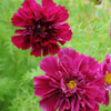 Cosmos - Canneberges Double Clic