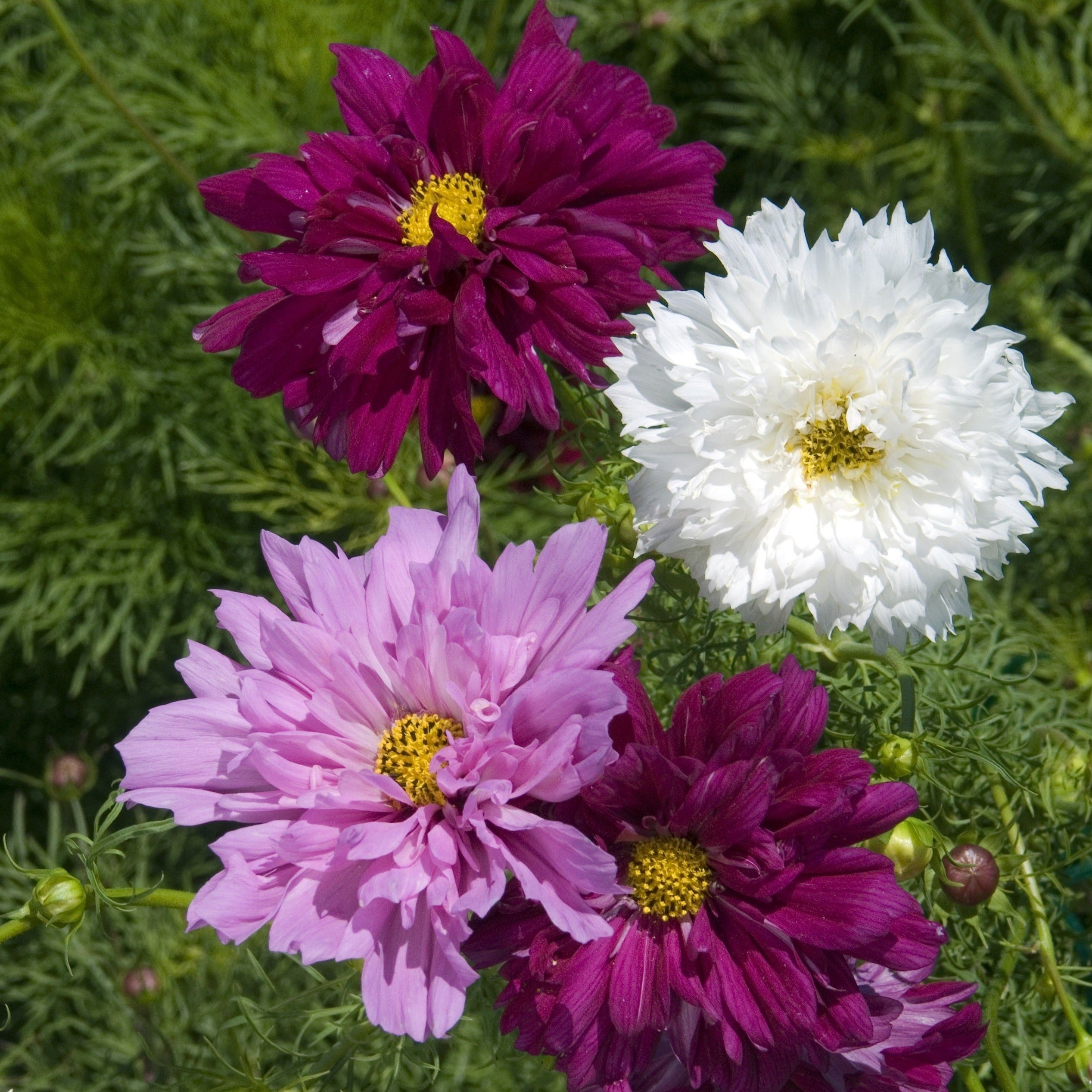 Graines Cosmos Double Click Varié – Éclat et Diversité pour Jardin et  Bouquet